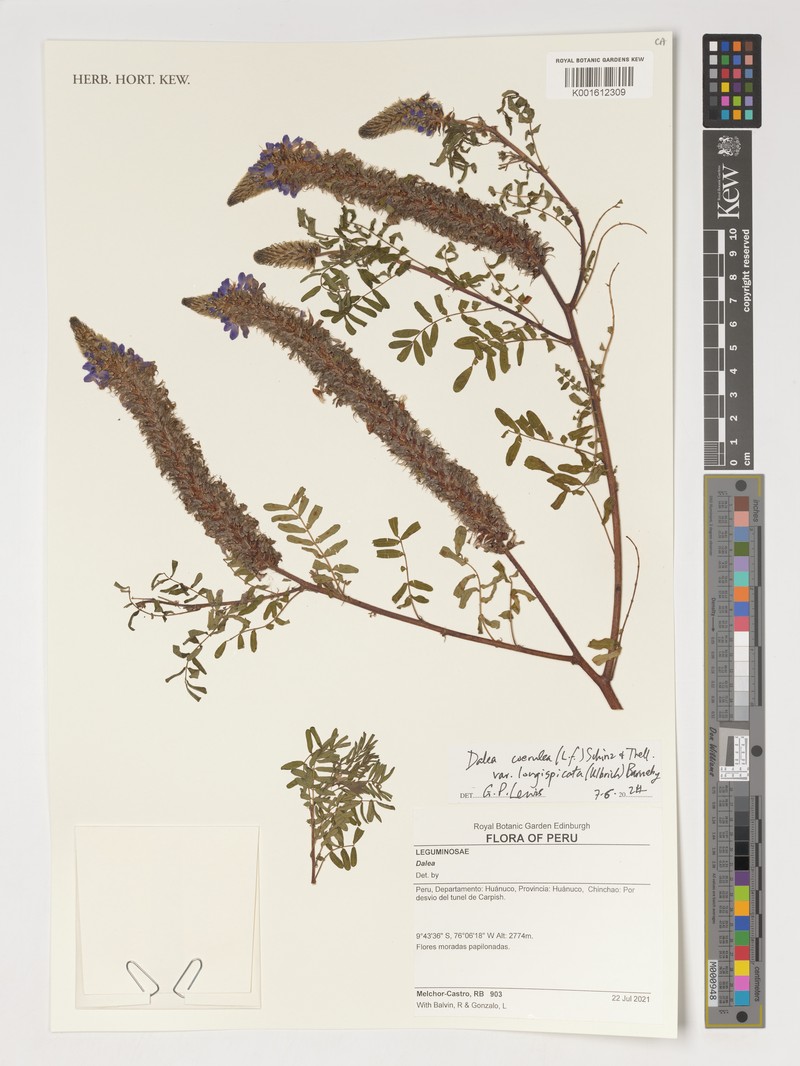 Dalea coerulea var. longispicata