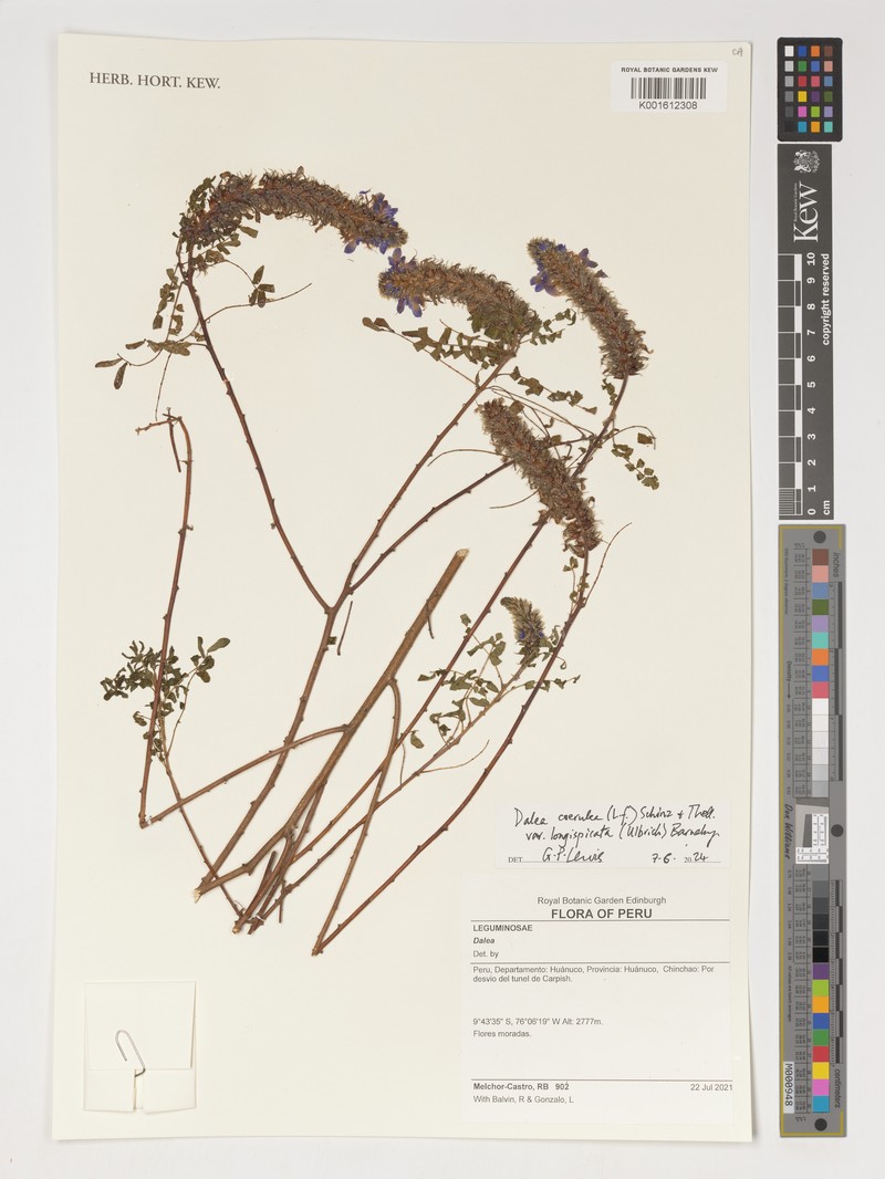 Dalea coerulea var. longispicata photo 2