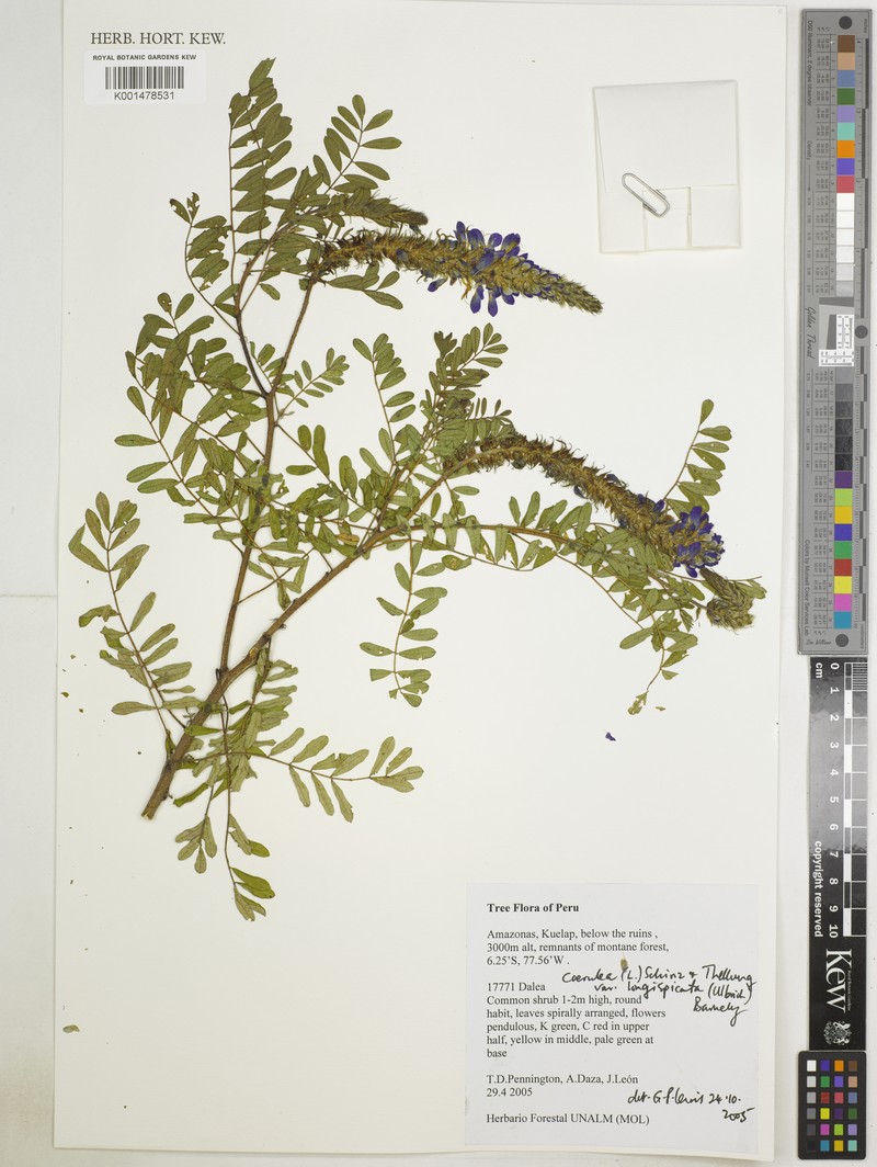 Dalea coerulea var. longispicata photo 3