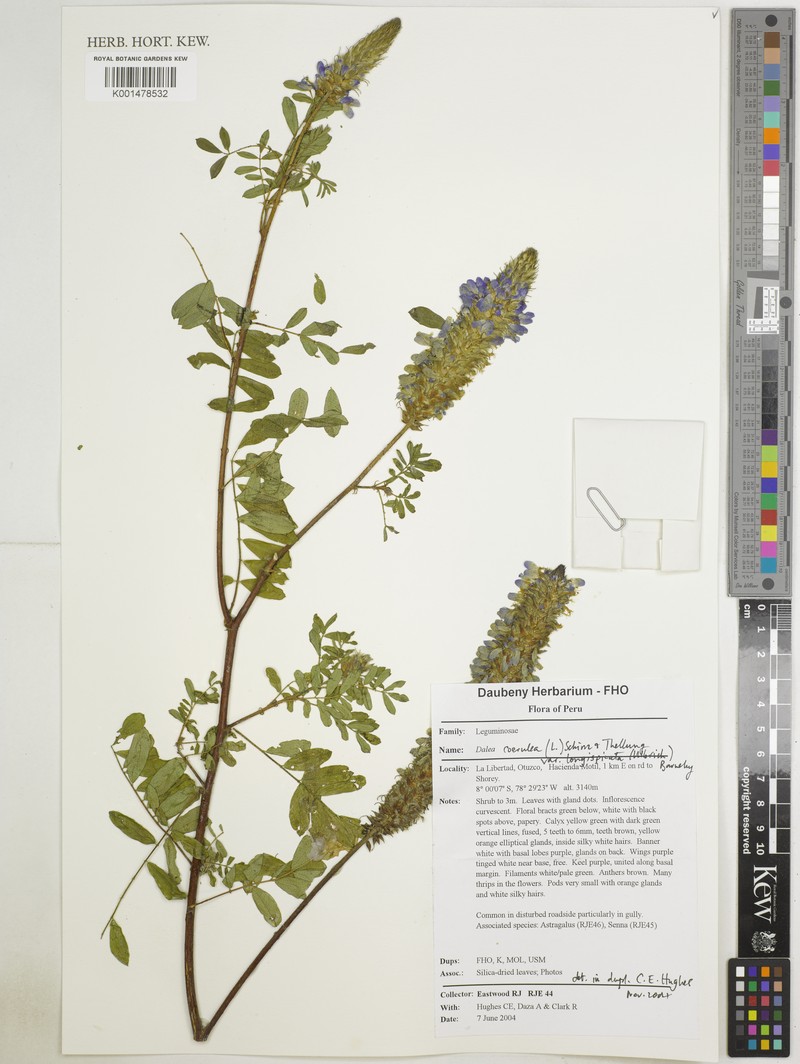 Dalea coerulea var. longispicata photo 4