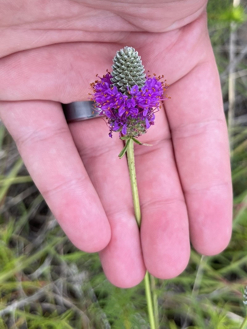 Compact Prairie Clover