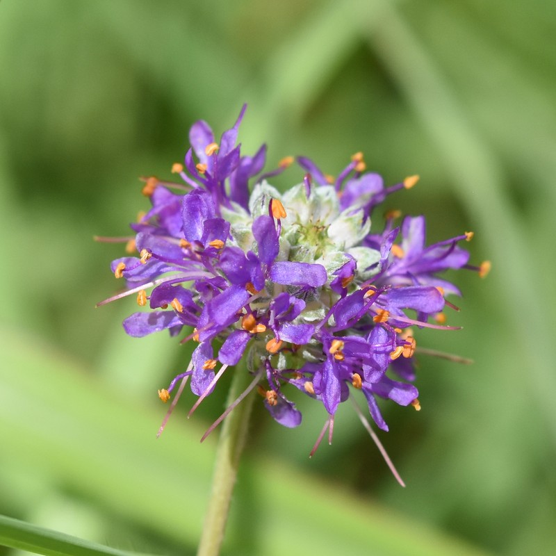 Compact Prairie Clover photo 2