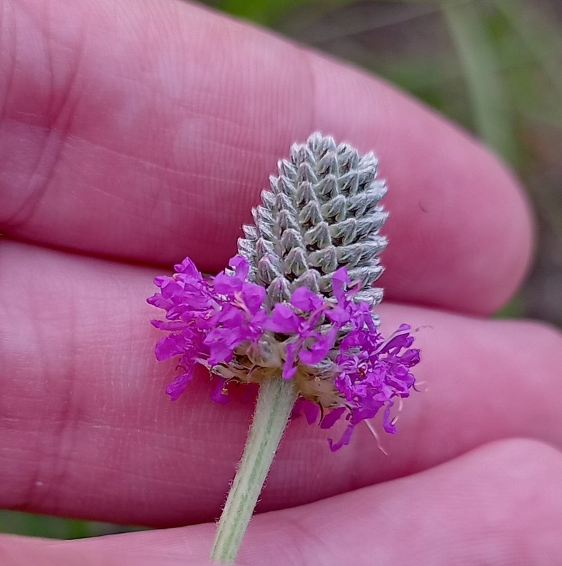 Compact Prairie Clover photo 5