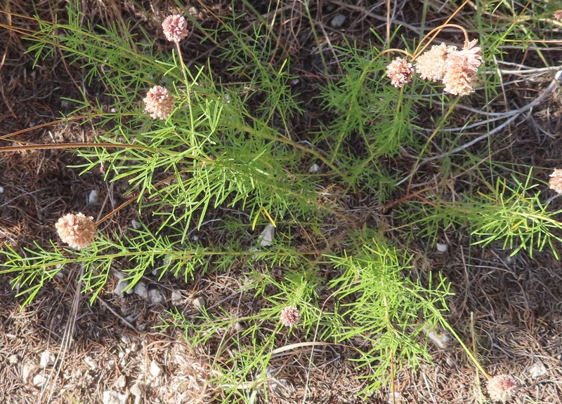 Compact Prairie Clover photo 6