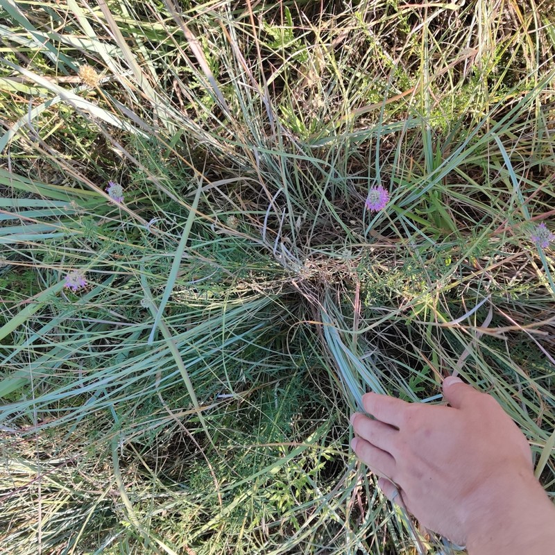 Compact Prairie Clover photo 7