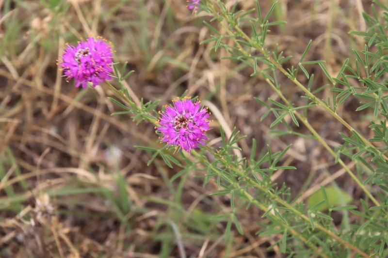 Compact Prairie Clover photo 8
