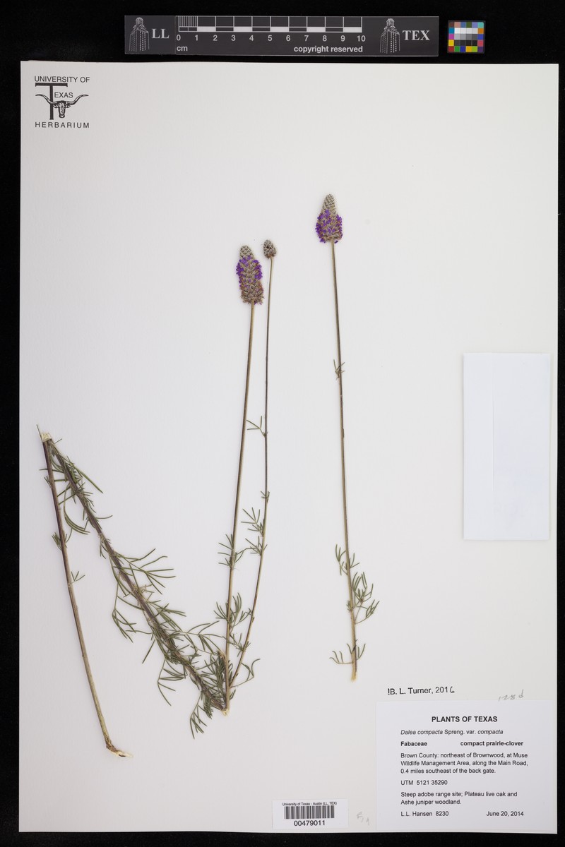 Dalea compacta var. compacta