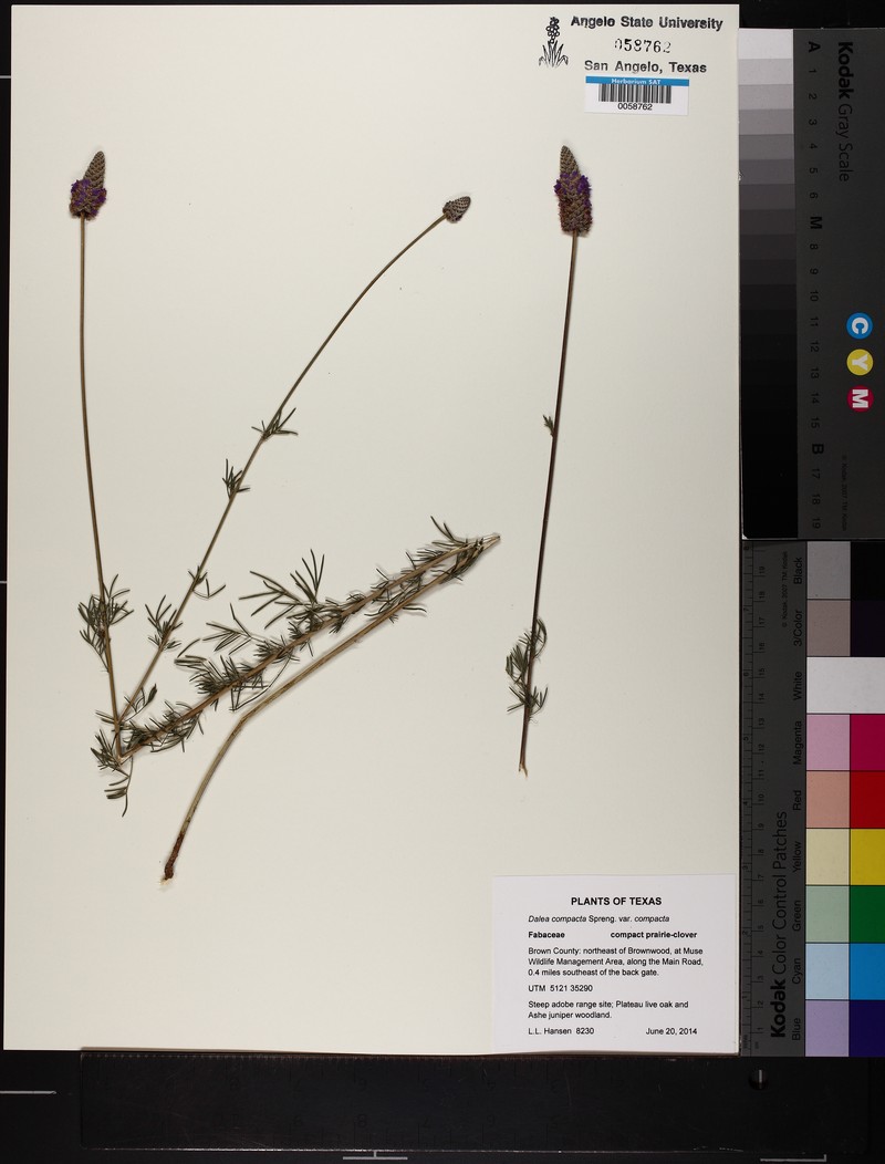 Dalea compacta var. compacta photo 2