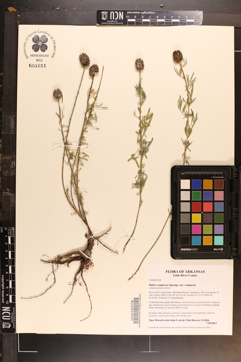 Dalea compacta var. compacta photo 3