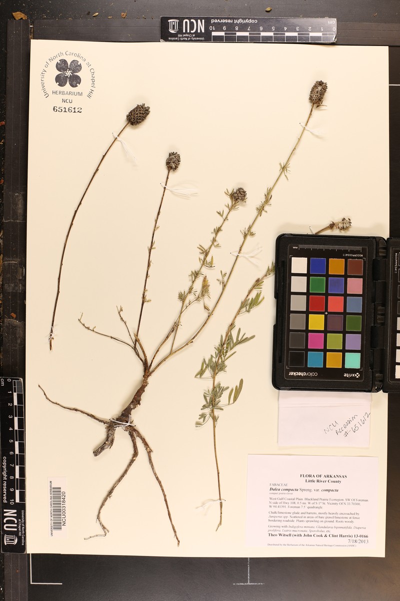 Dalea compacta var. compacta photo 4