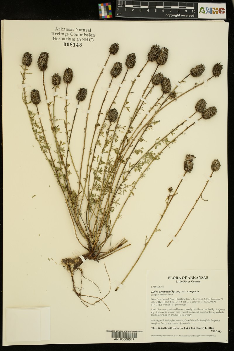 Dalea compacta var. compacta photo 5