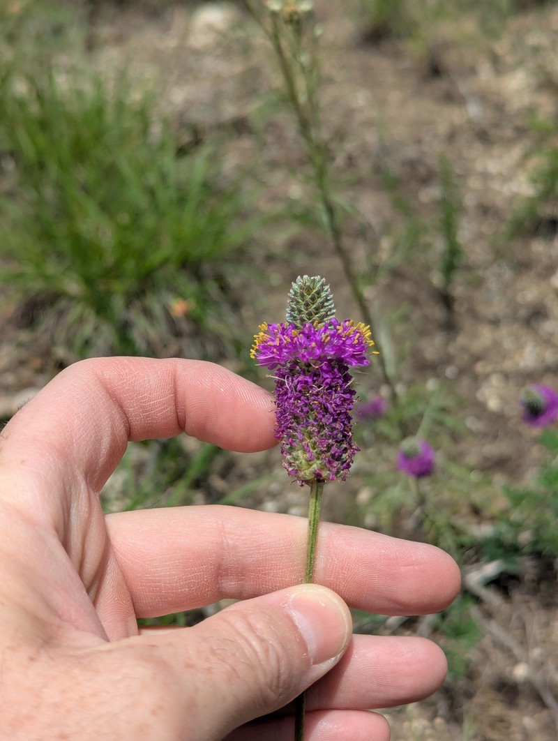 Dalea compacta var. pubescens