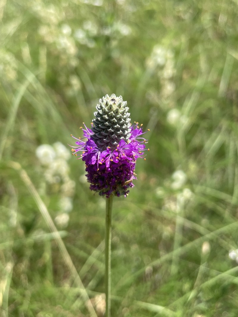 Dalea compacta var. pubescens photo 2