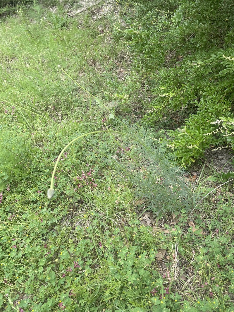 Dalea compacta var. pubescens photo 3