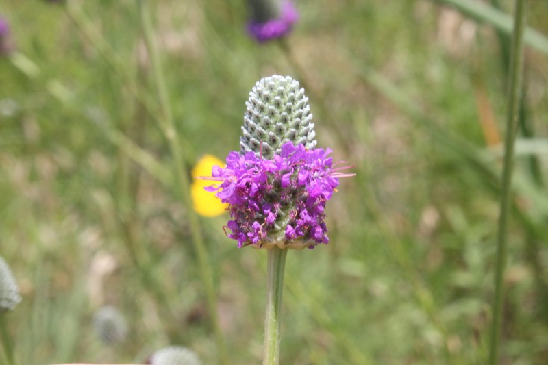 Dalea compacta var. pubescens photo 4
