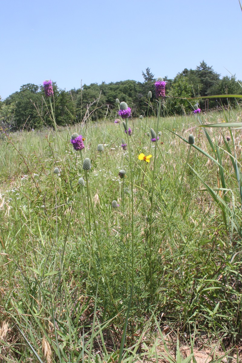 Dalea compacta var. pubescens photo 5
