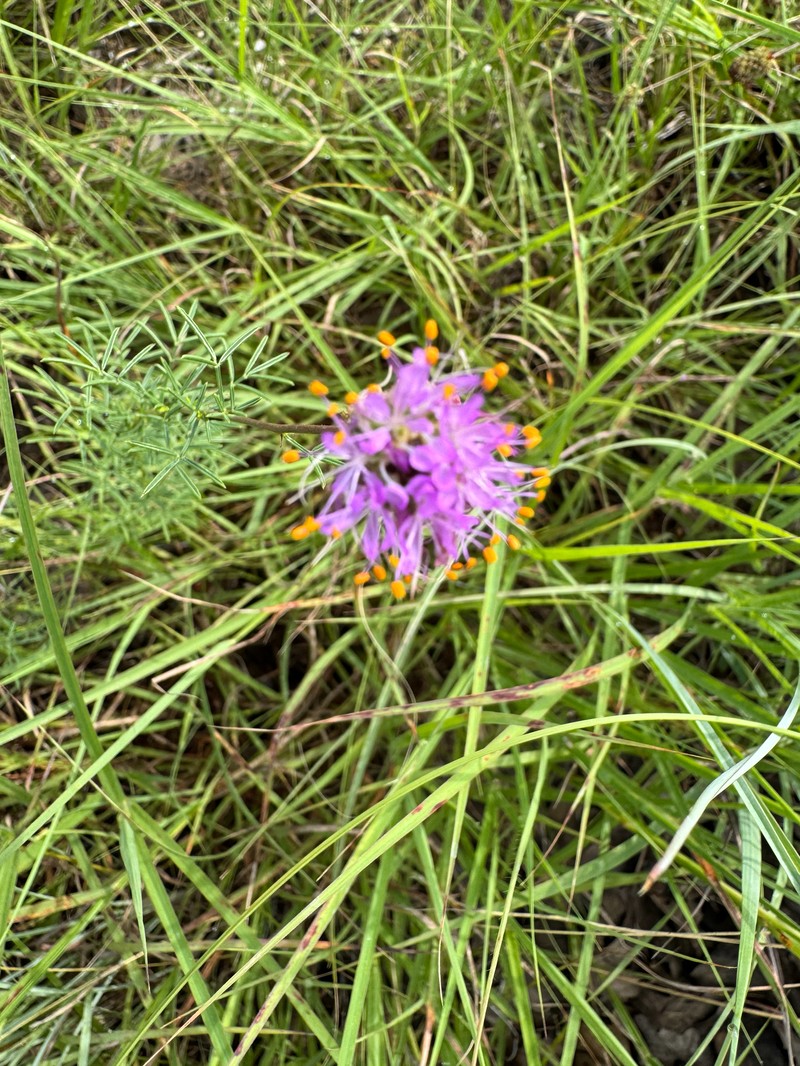 Dalea compacta var. pubescens photo 6