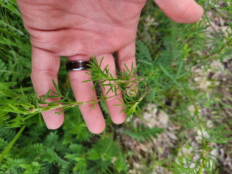 Dalea compacta var. pubescens photo 7