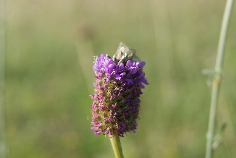 Dalea compacta var. pubescens photo 8
