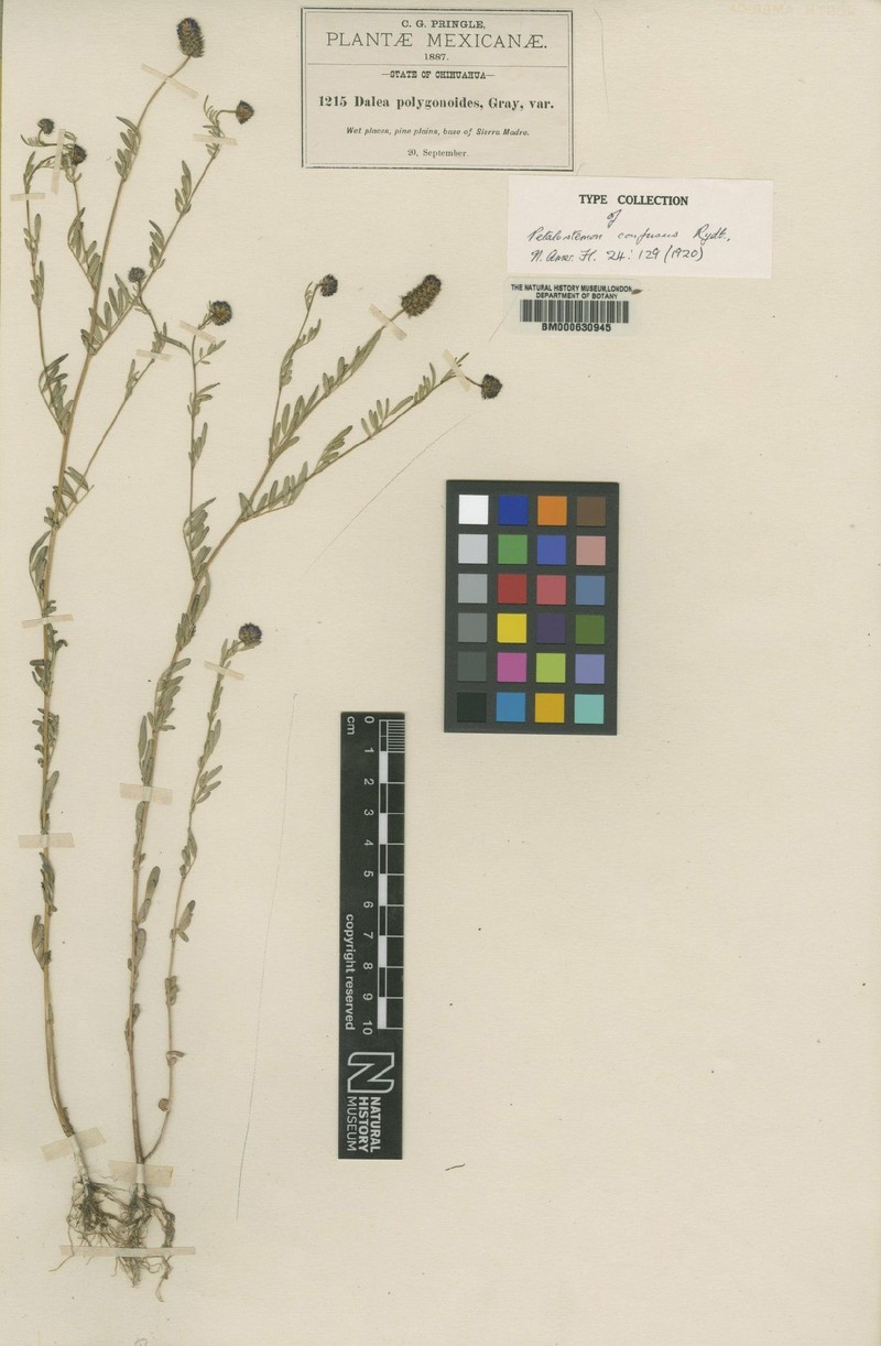 Dalea confusa