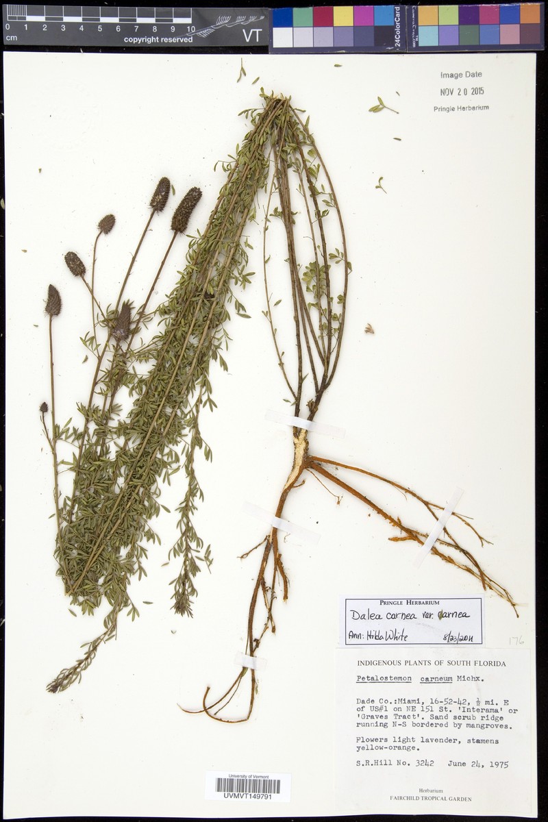Dalea cora