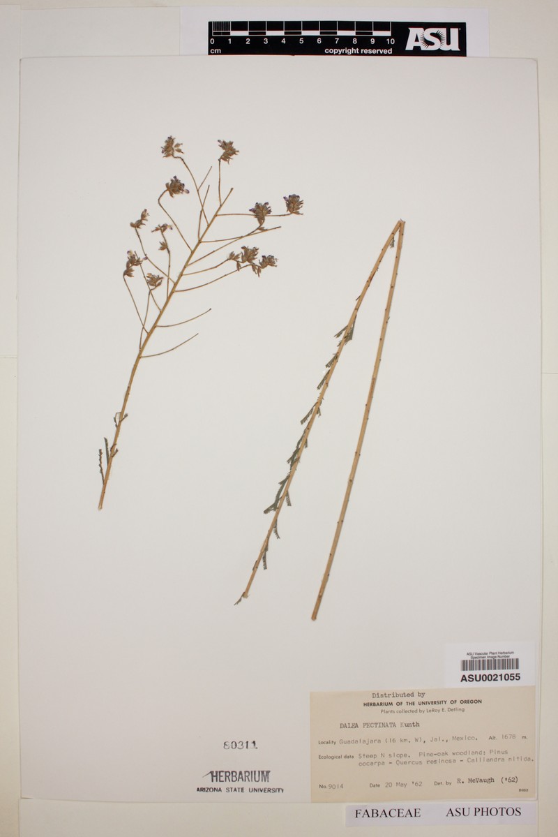 Dalea crassifolia