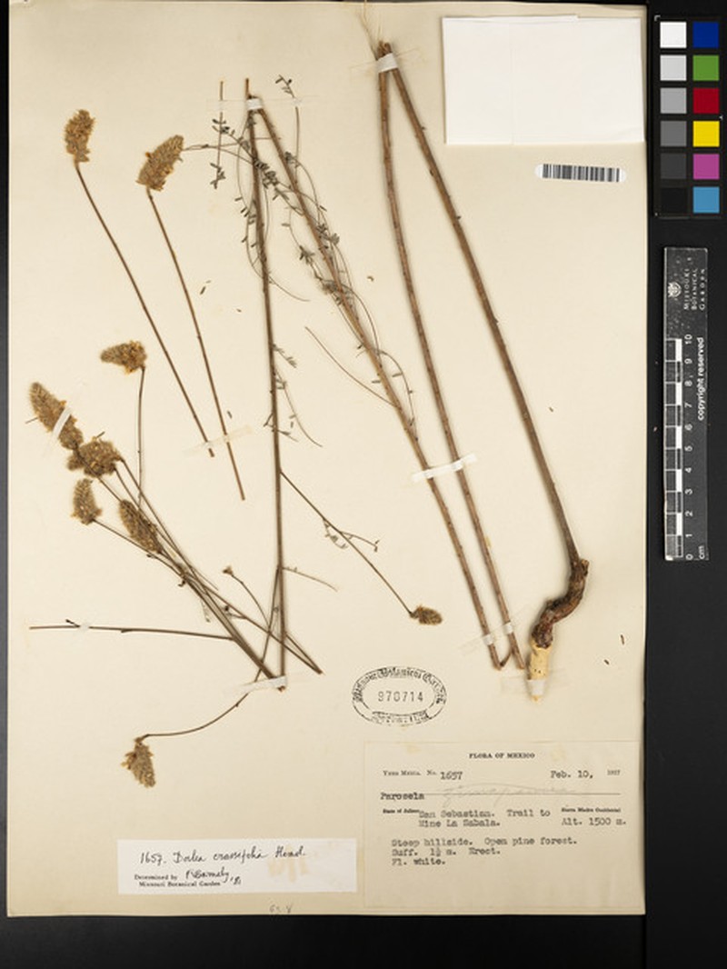 Dalea crassifolia photo 2