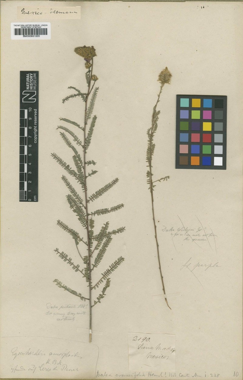 Dalea crassifolia photo 3