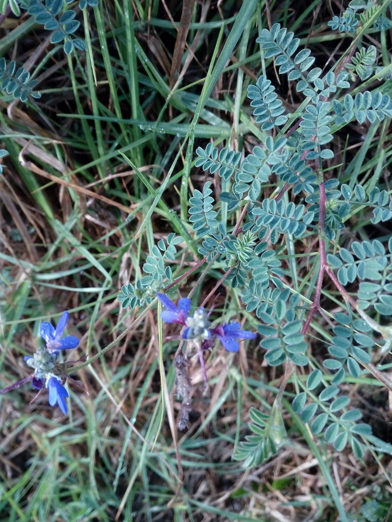 Dalea cuatrecasasii