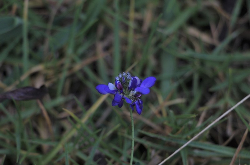 Dalea cuatrecasasii photo 2
