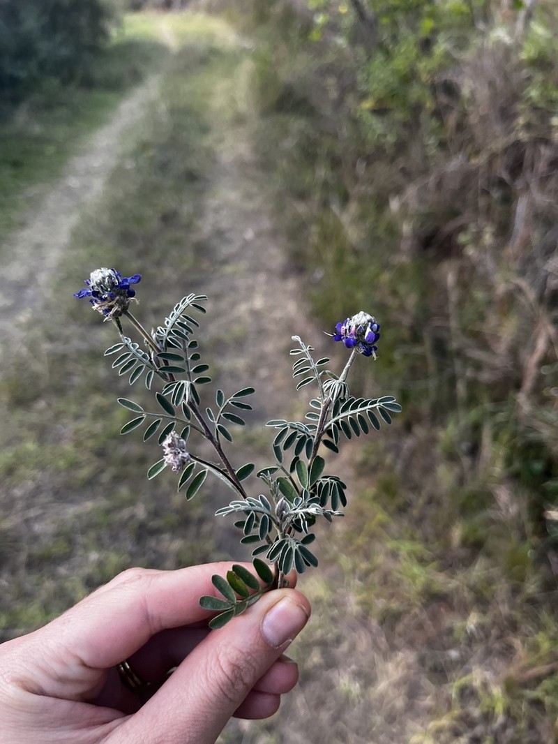 Dalea cuatrecasasii photo 3