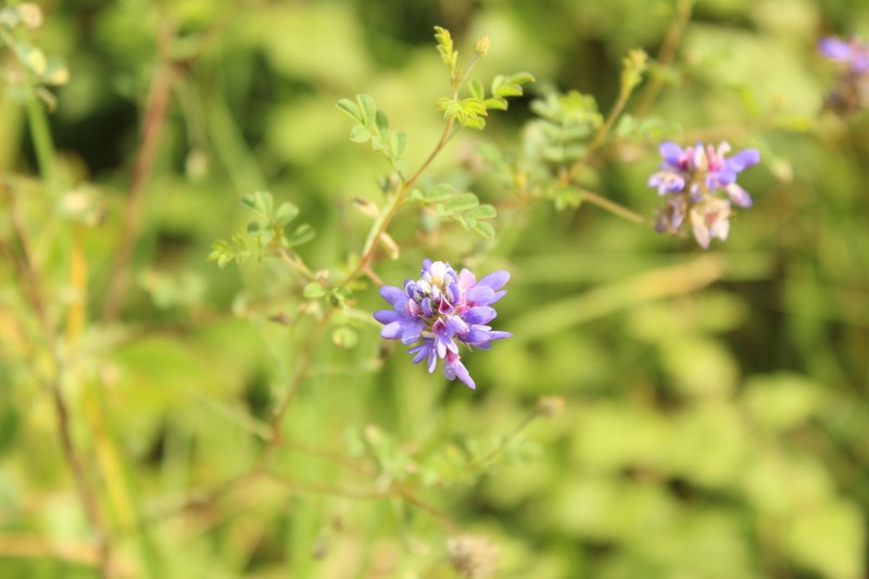 Dalea cuatrecasasii photo 4