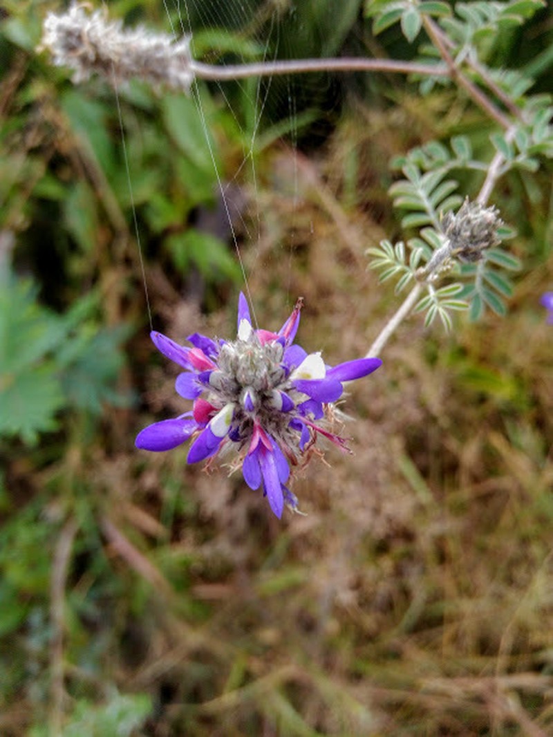 Dalea cuatrecasasii photo 5
