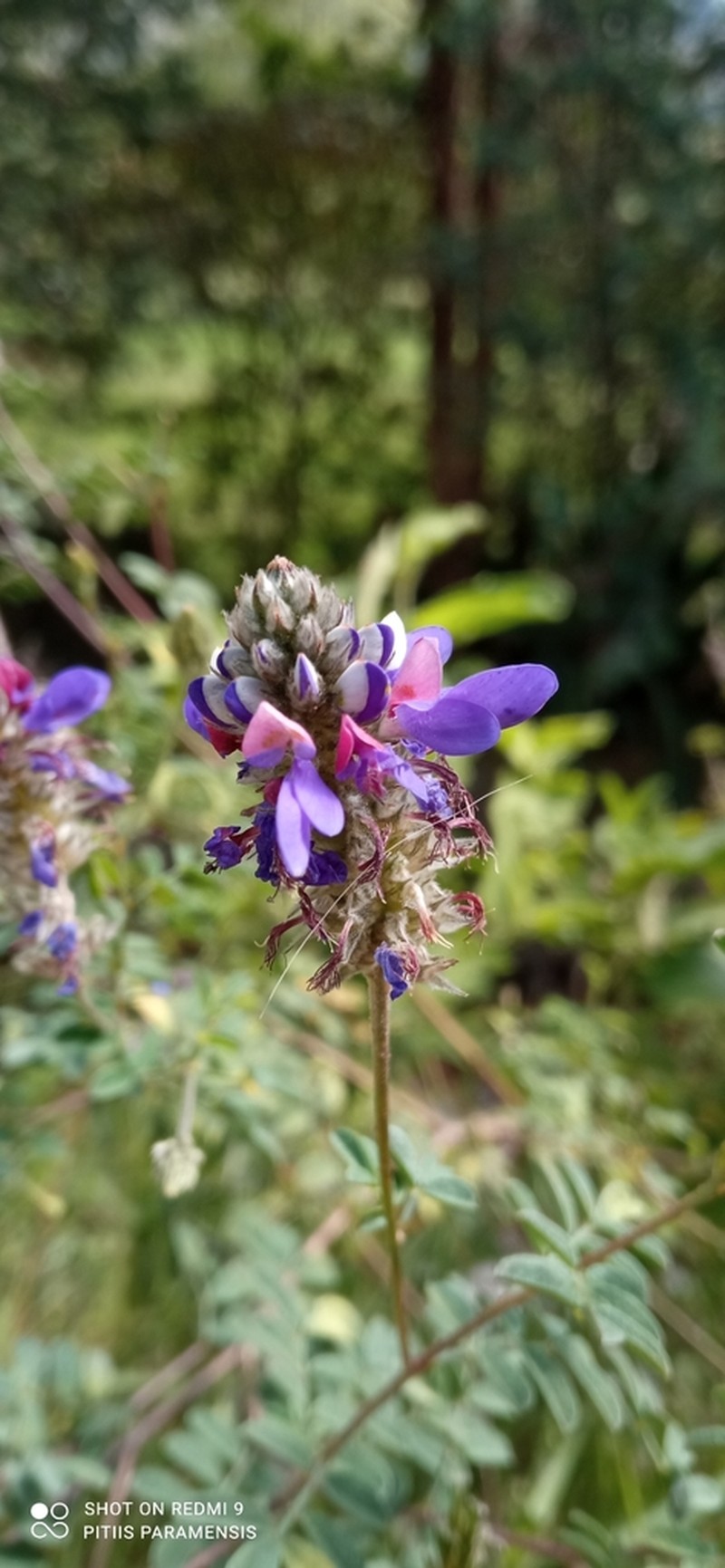 Dalea cuatrecasasii photo 6
