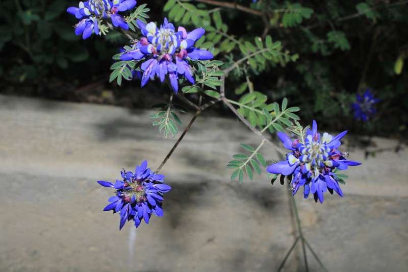 Dalea cuatrecasasii photo 7