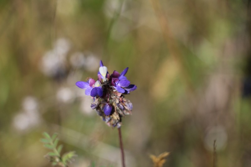 Dalea cuatrecasasii photo 8