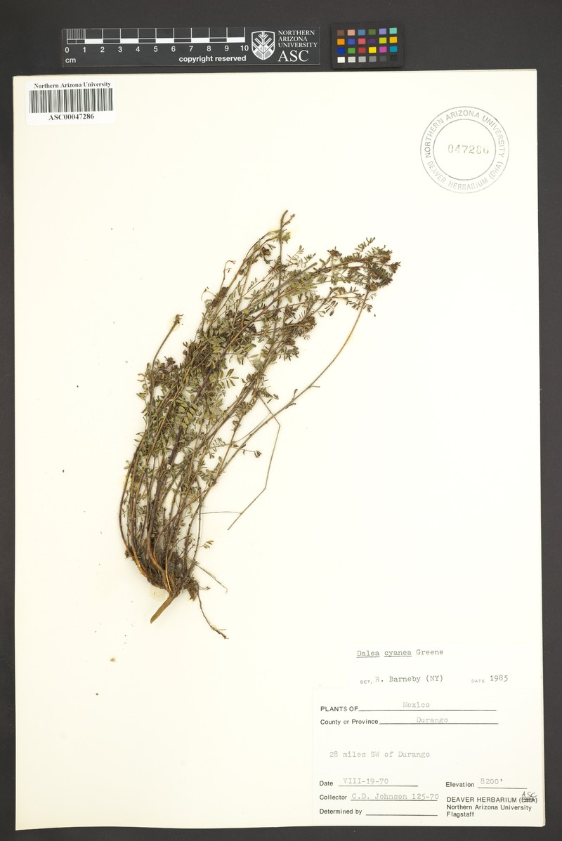 Dalea cyanea photo 2