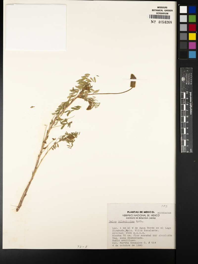 Dalea cyanea var. cyanea