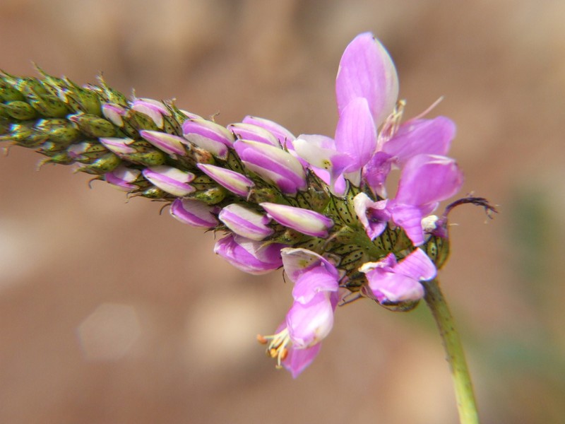 Dalea cylindrica