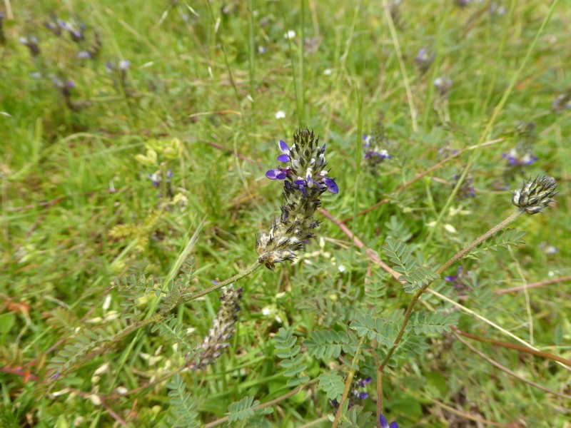 Dalea cylindrica photo 2