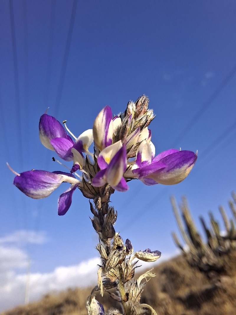 Dalea cylindrica photo 3