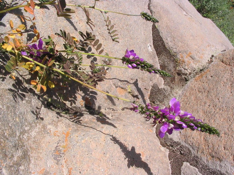 Dalea cylindrica photo 4