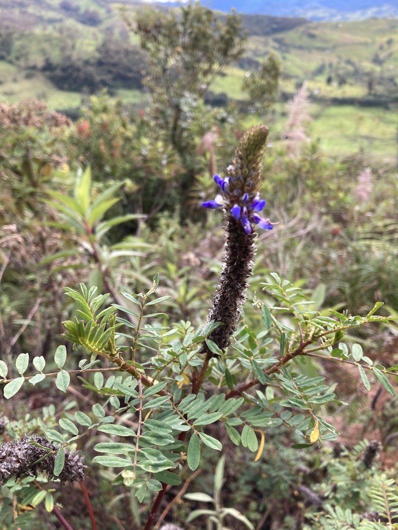 Dalea cylindrica photo 5