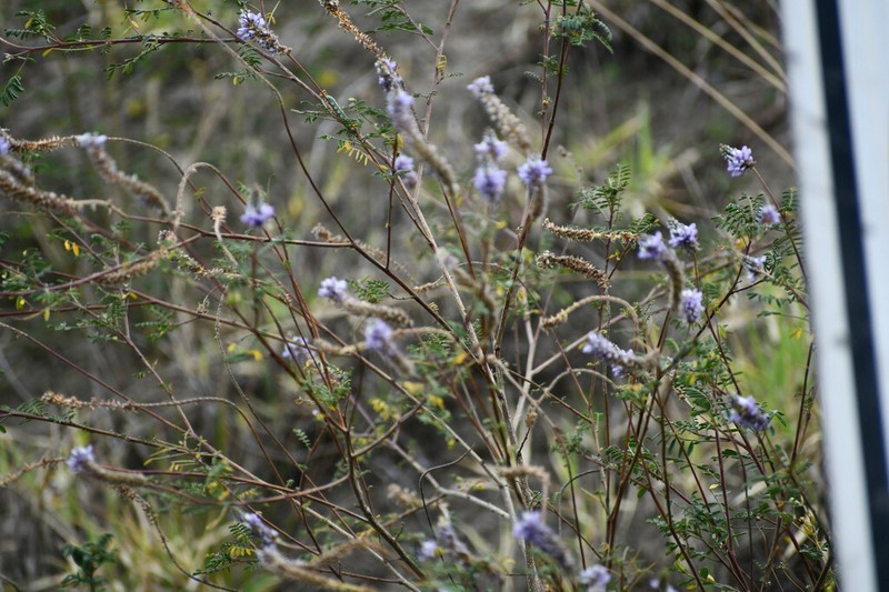 Dalea cylindrica photo 6