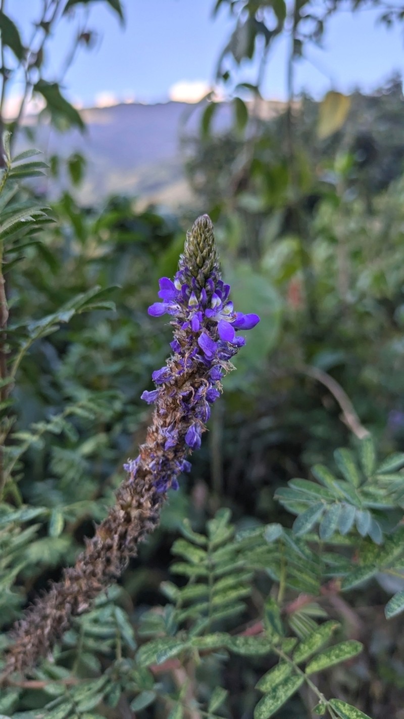 Dalea cylindrica photo 8
