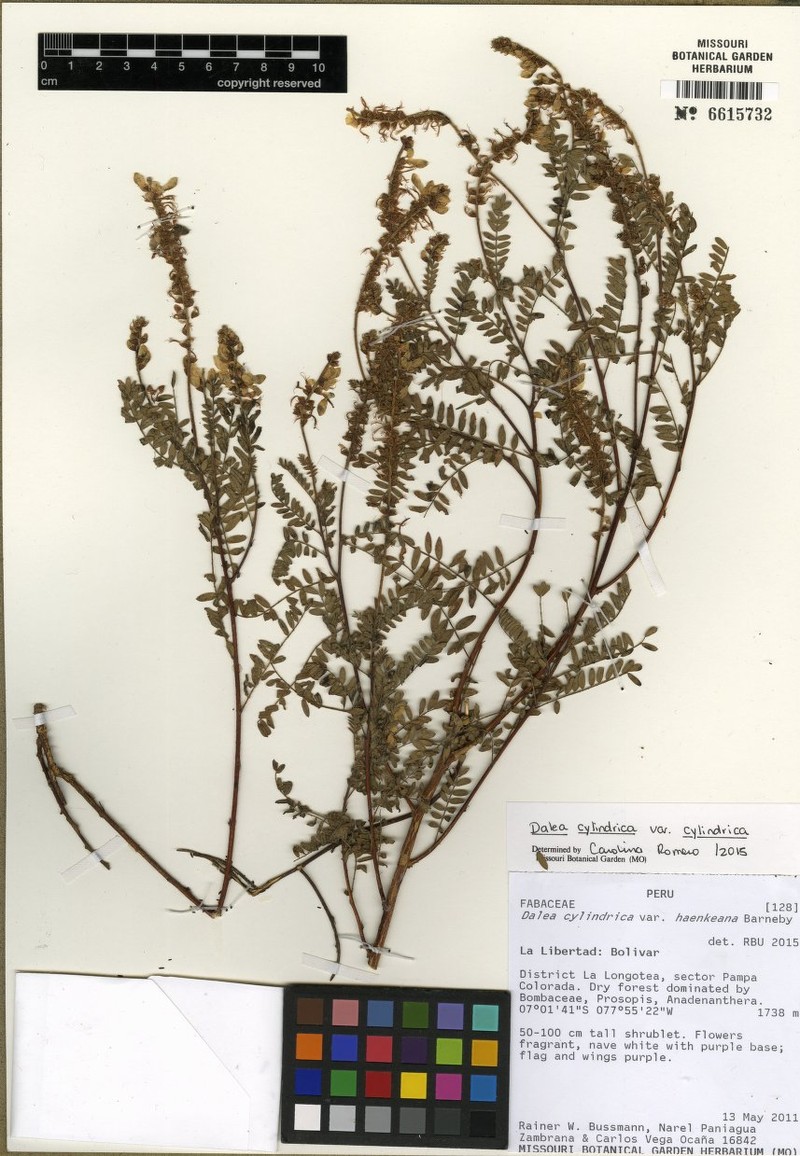 Dalea cylindrica var. cylindrica