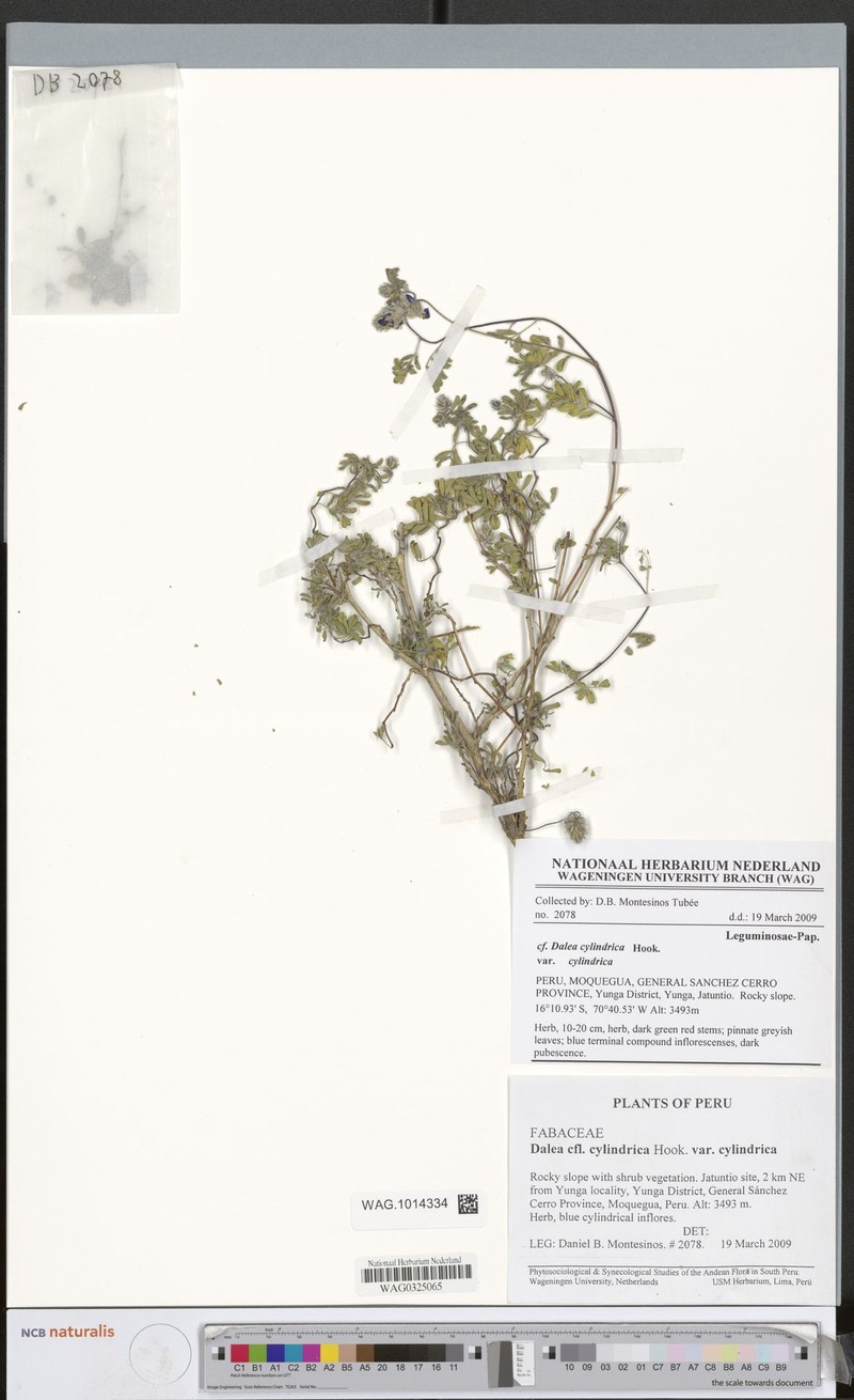 Dalea cylindrica var. cylindrica photo 2
