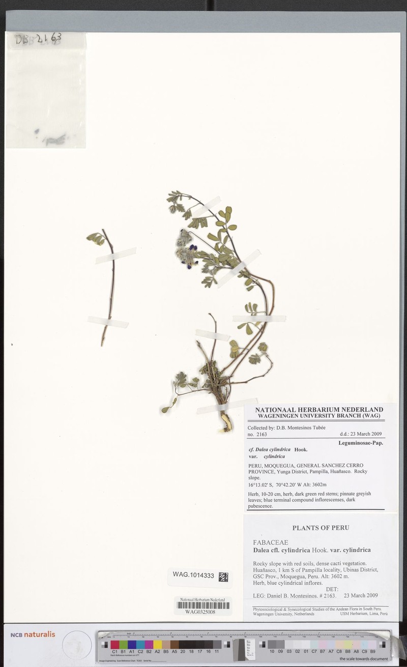 Dalea cylindrica var. cylindrica photo 3