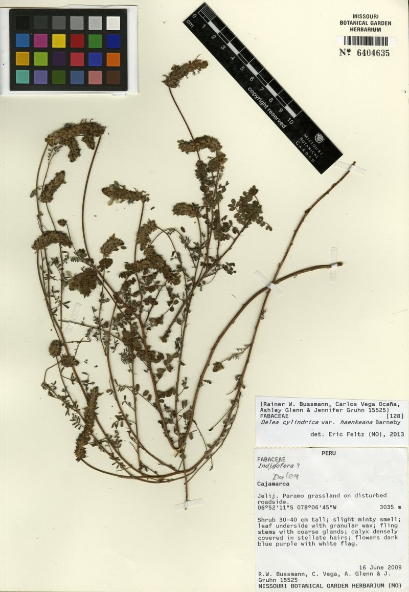 Dalea cylindrica var. haenkeana photo 2