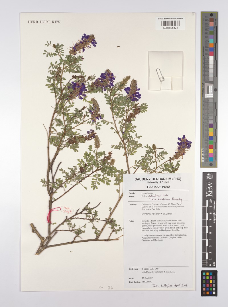 Dalea cylindrica var. haenkeana photo 3